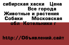 l: сибирская хаски › Цена ­ 10 000 - Все города Животные и растения » Собаки   . Московская обл.,Котельники г.